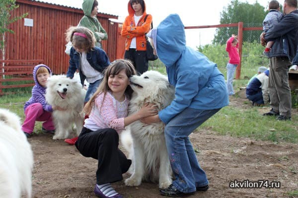 Питомник хаски Питомник хаски